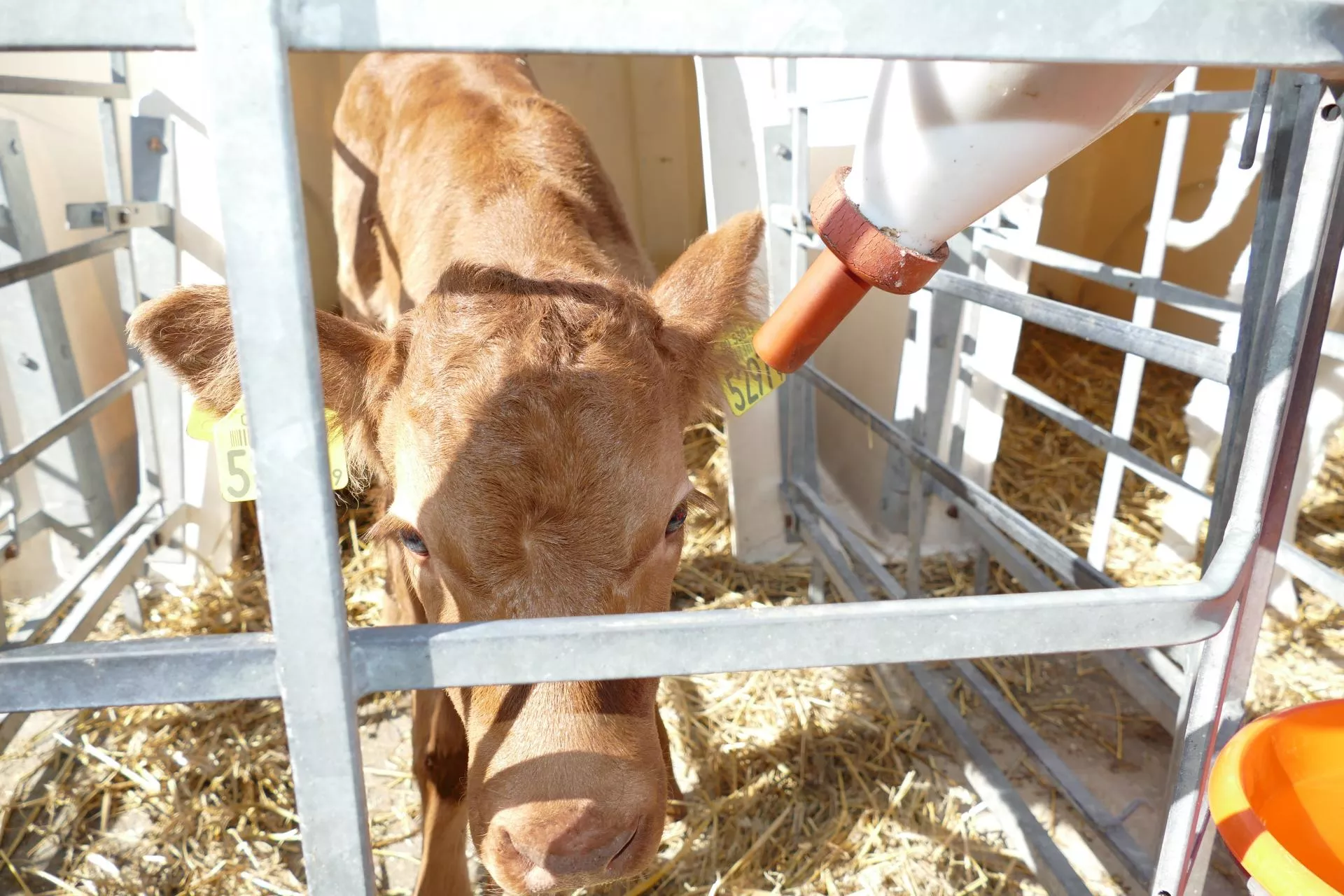 Odchów cieląt: Jak długo można przechowywać mrożoną siarę?