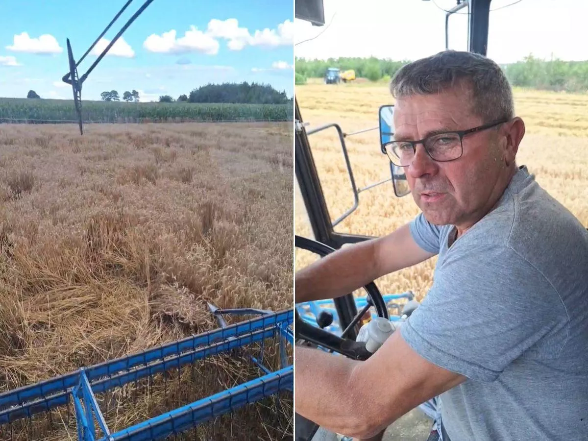 Rolnik kosi zboże, żeby uratować co się da. "Może być gorzej"