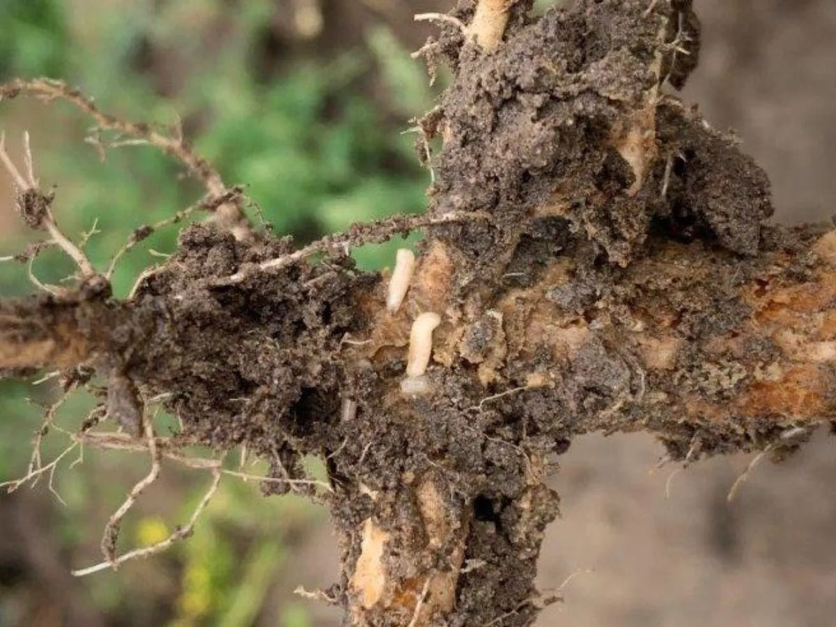 Śmietka kapuściana: jak skutecznie ograniczyć jej szkodliwość w rzepaku?