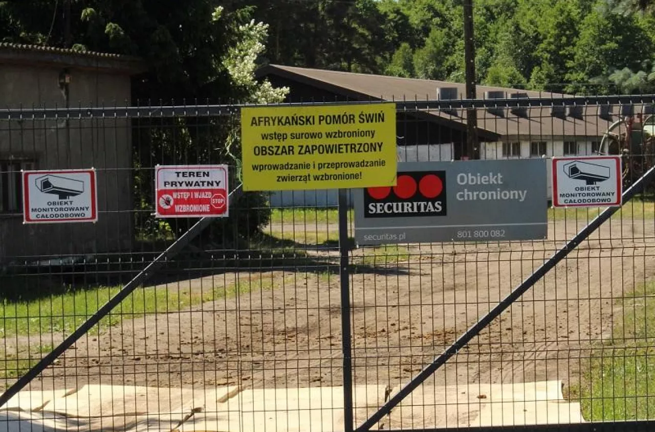 ASF pustoszy chlewnie. W 6 tygodni wybito prawie 13 tys. świń