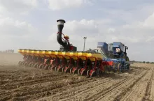 Rzepak: kiedy siać, by dobrze przezimował?