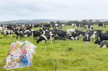 Mleko przestanie się opłacać? Rolnicy ostrzegają przed propozycją Brukseli