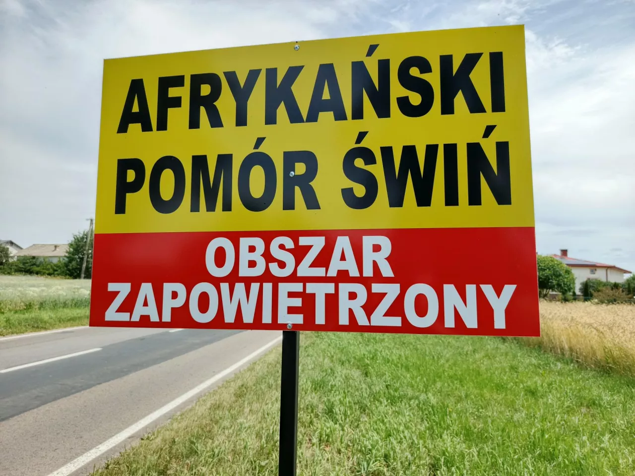 ASF ponownie atakuje. Dwa ogniska w jednej wsi w dwa tygodnie