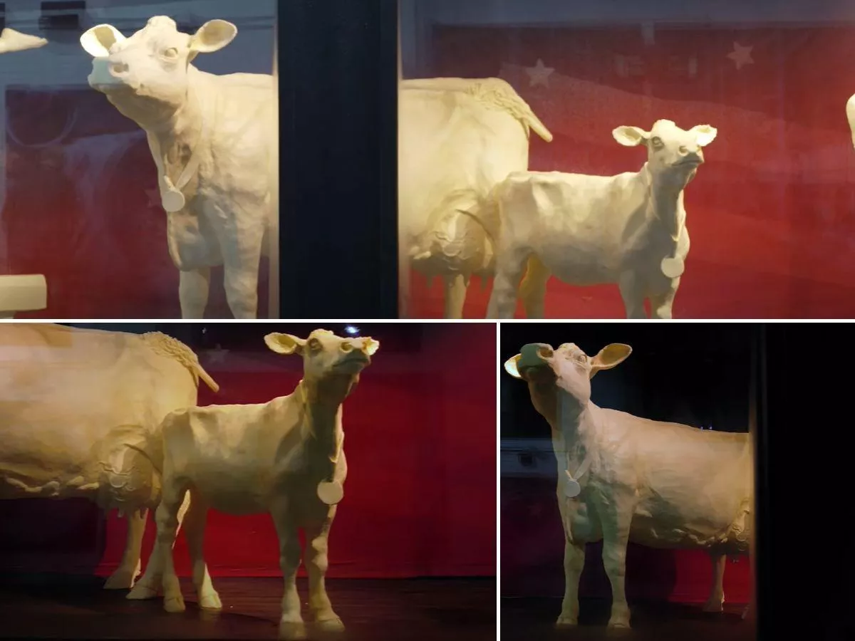Gigantyczna krowa z masła króluje na targach. Jak powstała? [WIDEO]