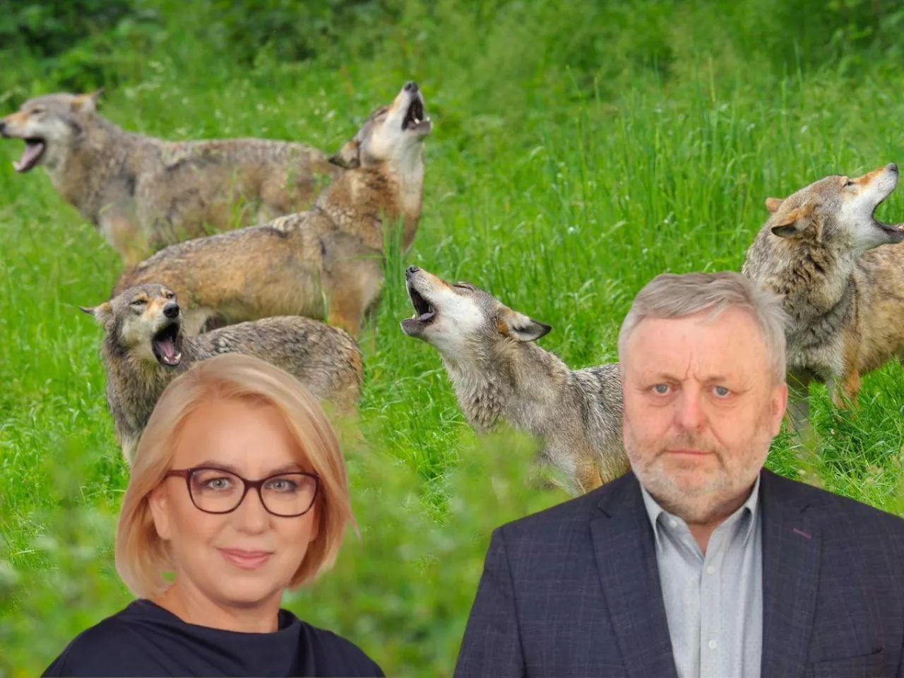 Wilki czy hybrydy? Rolnicy mają dość, żądają twardych dowodów