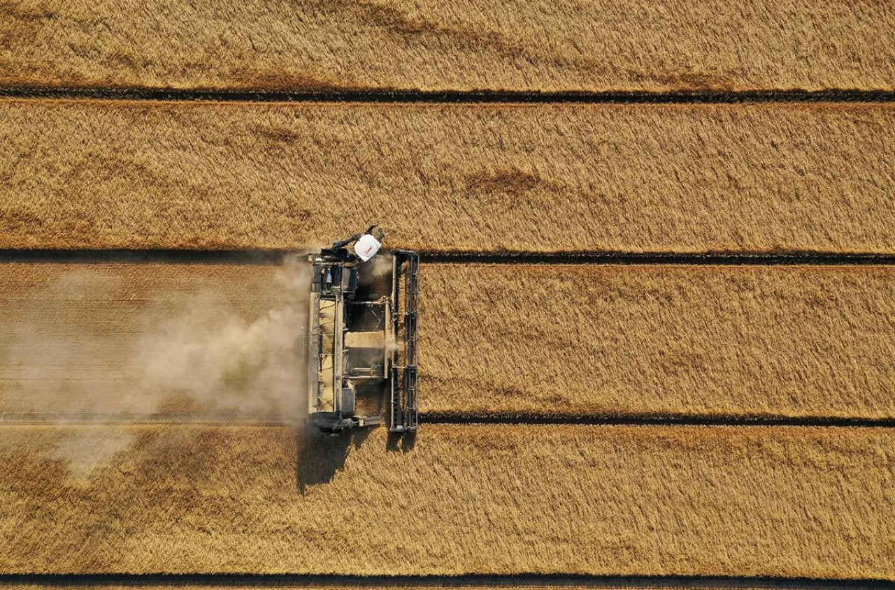 Najwydajniejszy kombajn świata? Kosi 200 ton na godzinę
