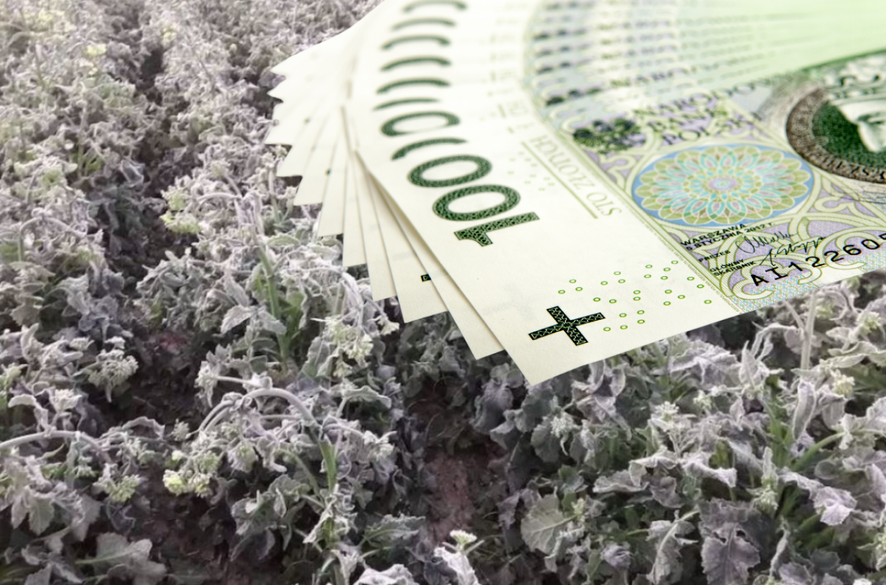 Dotacje na ochronę przed przymrozkami. Z jakiego programu rolnik może dostać pieniądze?