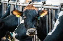 Najważniejsze targi mleczarskie już niebawem - Kongres Polskie Mleko