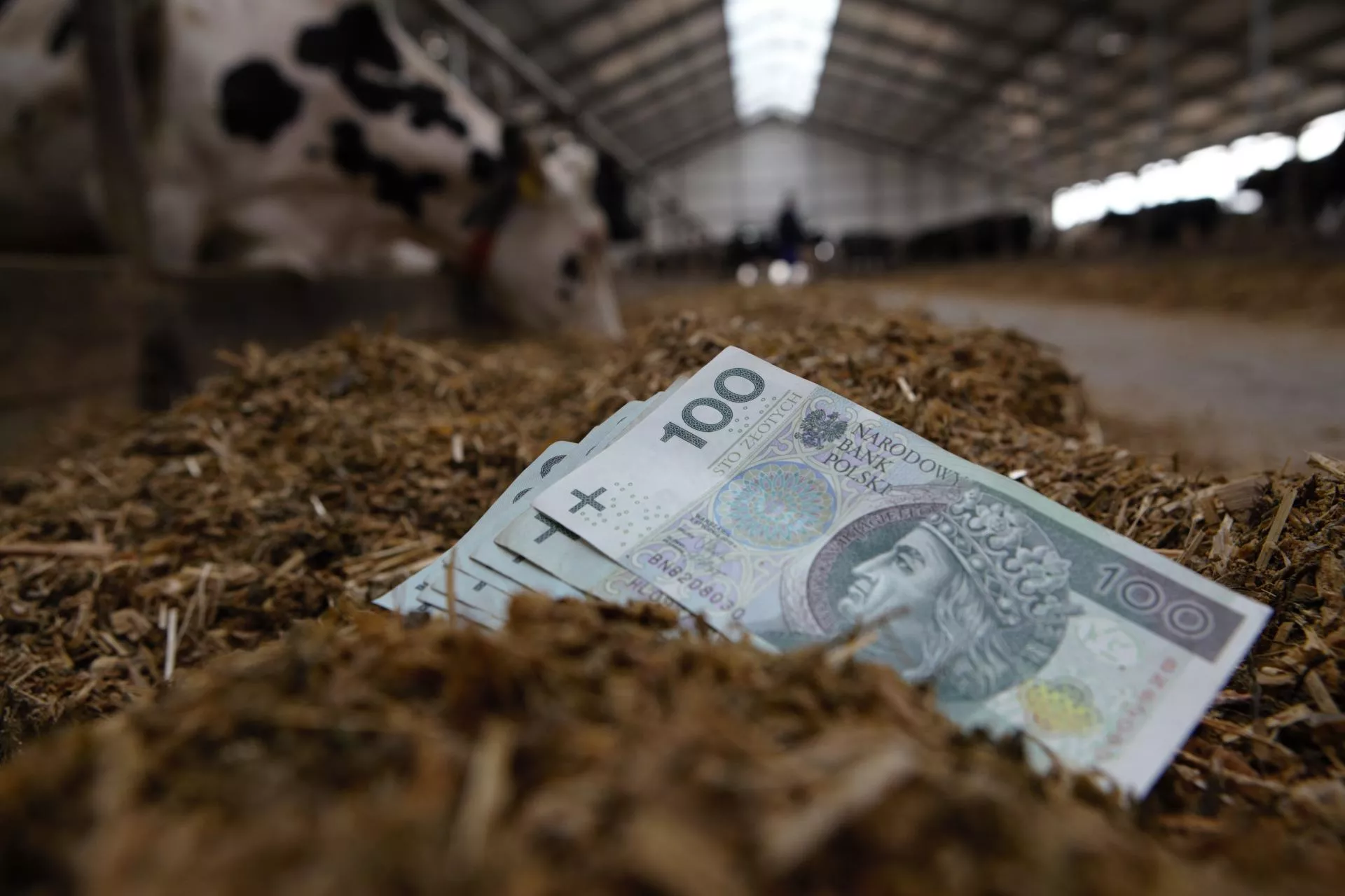 Zielony Ład uderza w krowy i mleko. Polska może wygrać, ale jest warunek