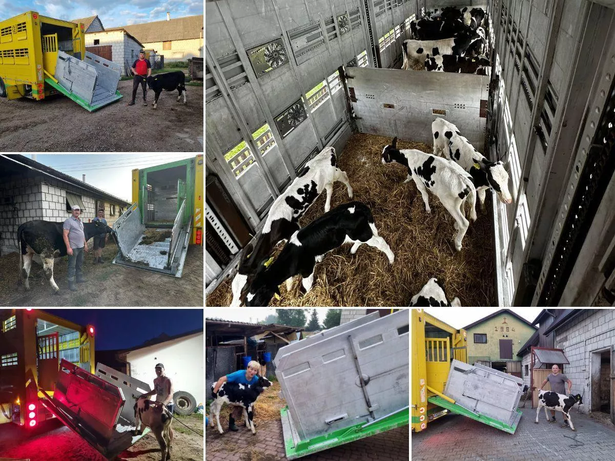 Stracili 150 krów w pożarze. Rolnicy z Podlasia oddali im własne cielaki [FOTO]