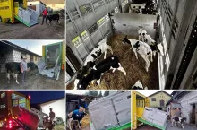 Stracili 150 krów w pożarze. Rolnicy z Podlasia oddali im własne cielaki [FOTO]