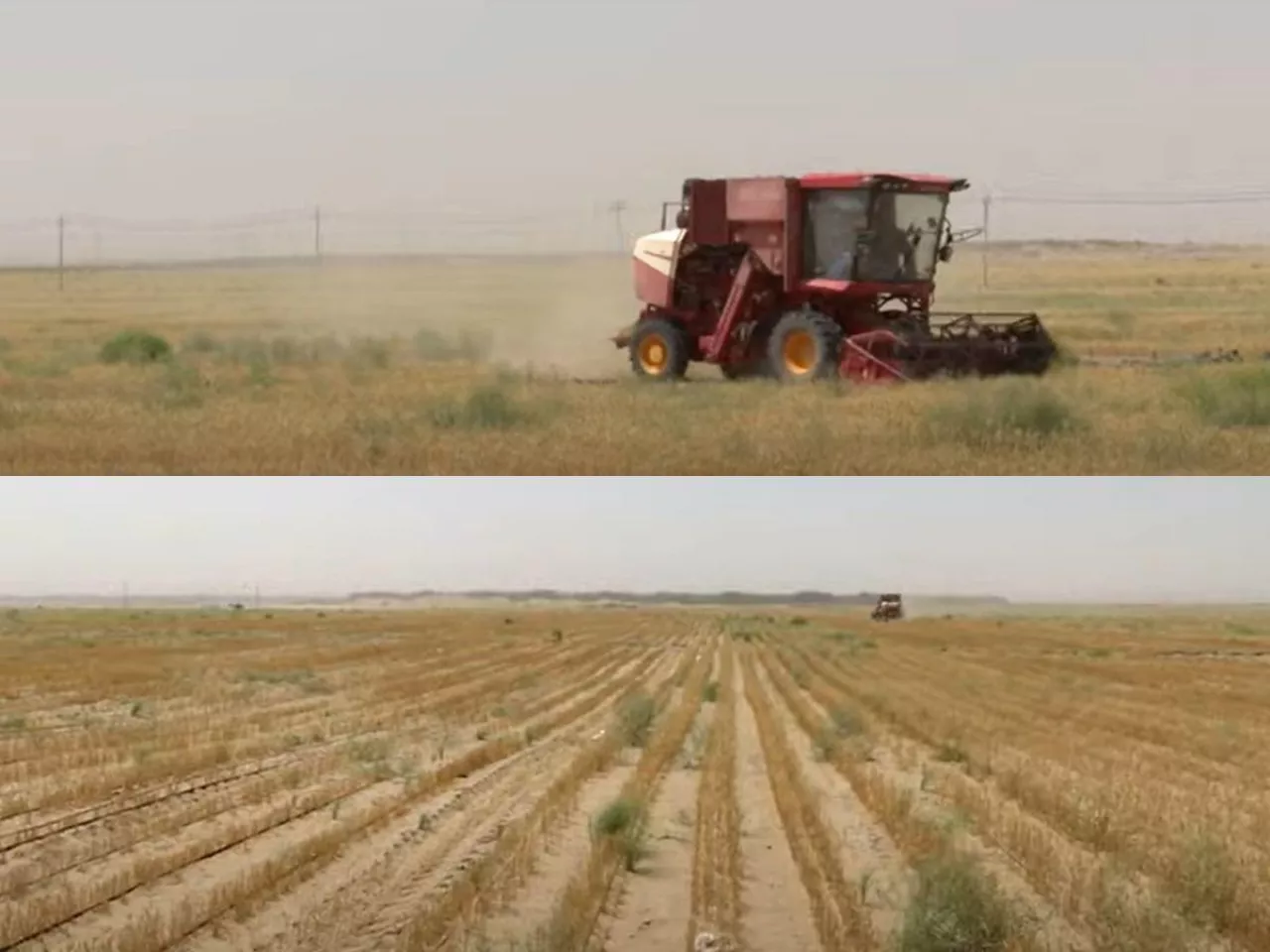 Żniwa na pustyni. W Chinach zebrano rekordową ilość pszenicy z hektara