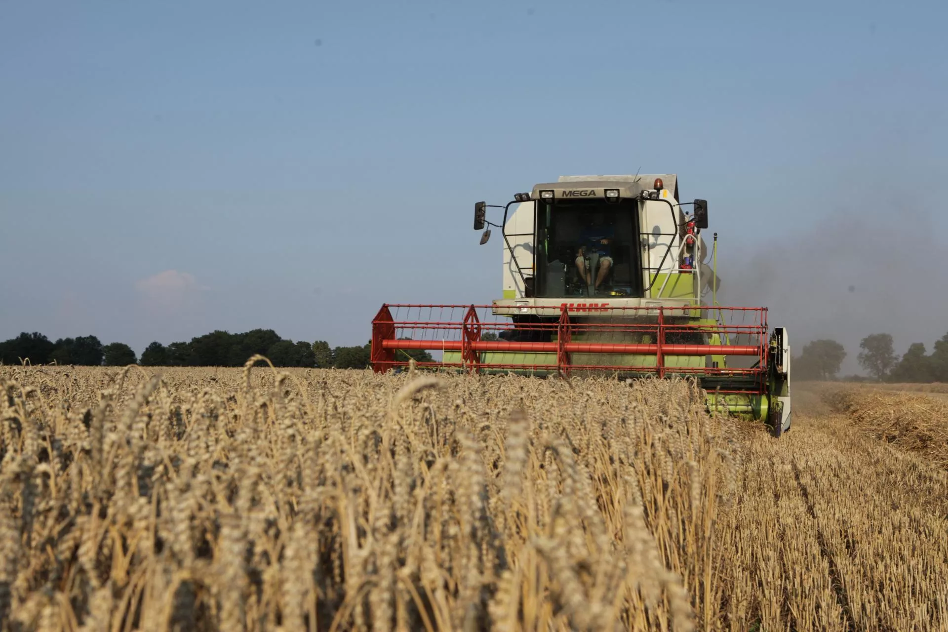 Mokre żniwa i niskie ceny zbóż. Rolnicy z Wielkopolski liczą straty