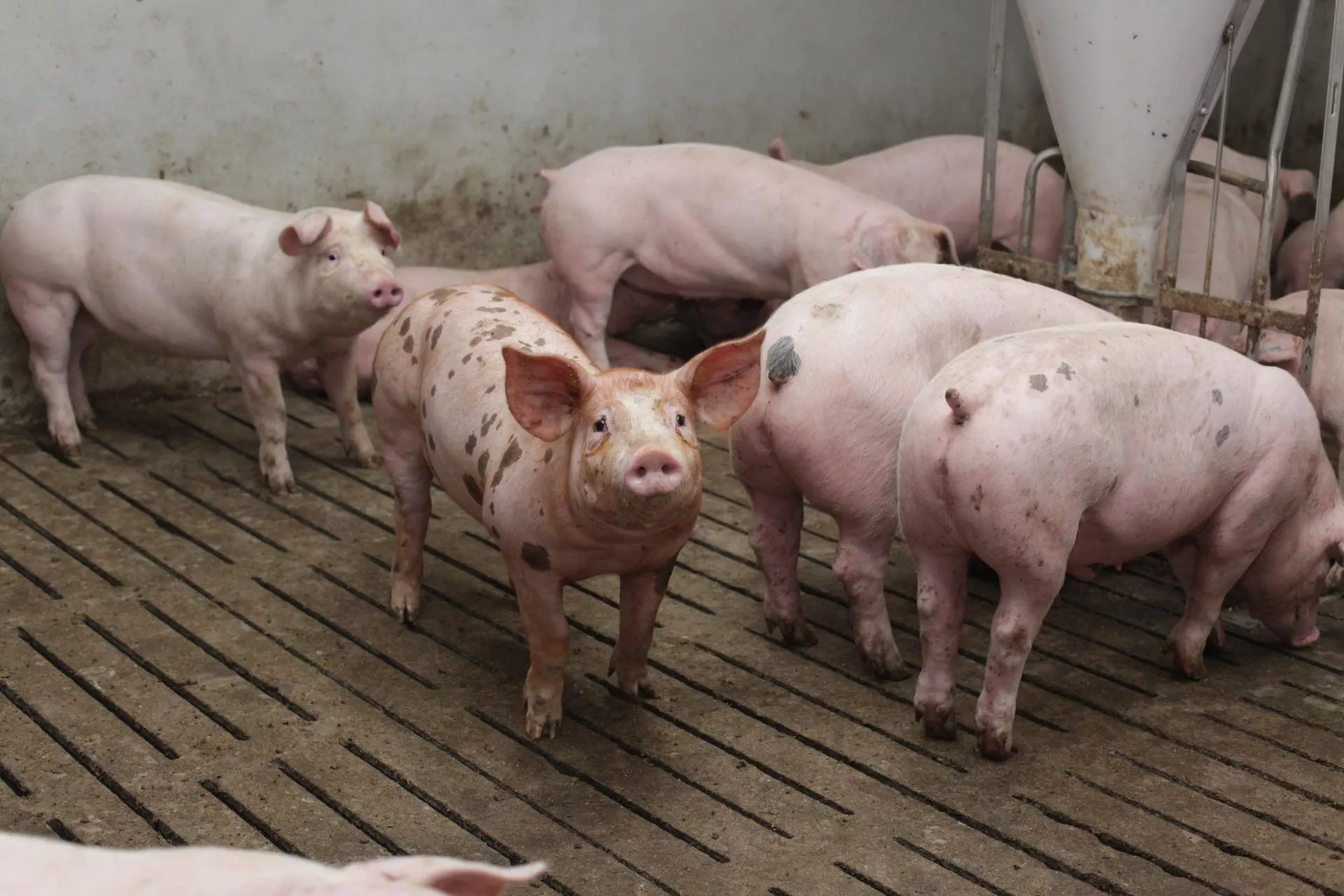 Tuczniki droższe choćby o 50 gr. Jakie są ceny świń w Polsce? [SONDA]