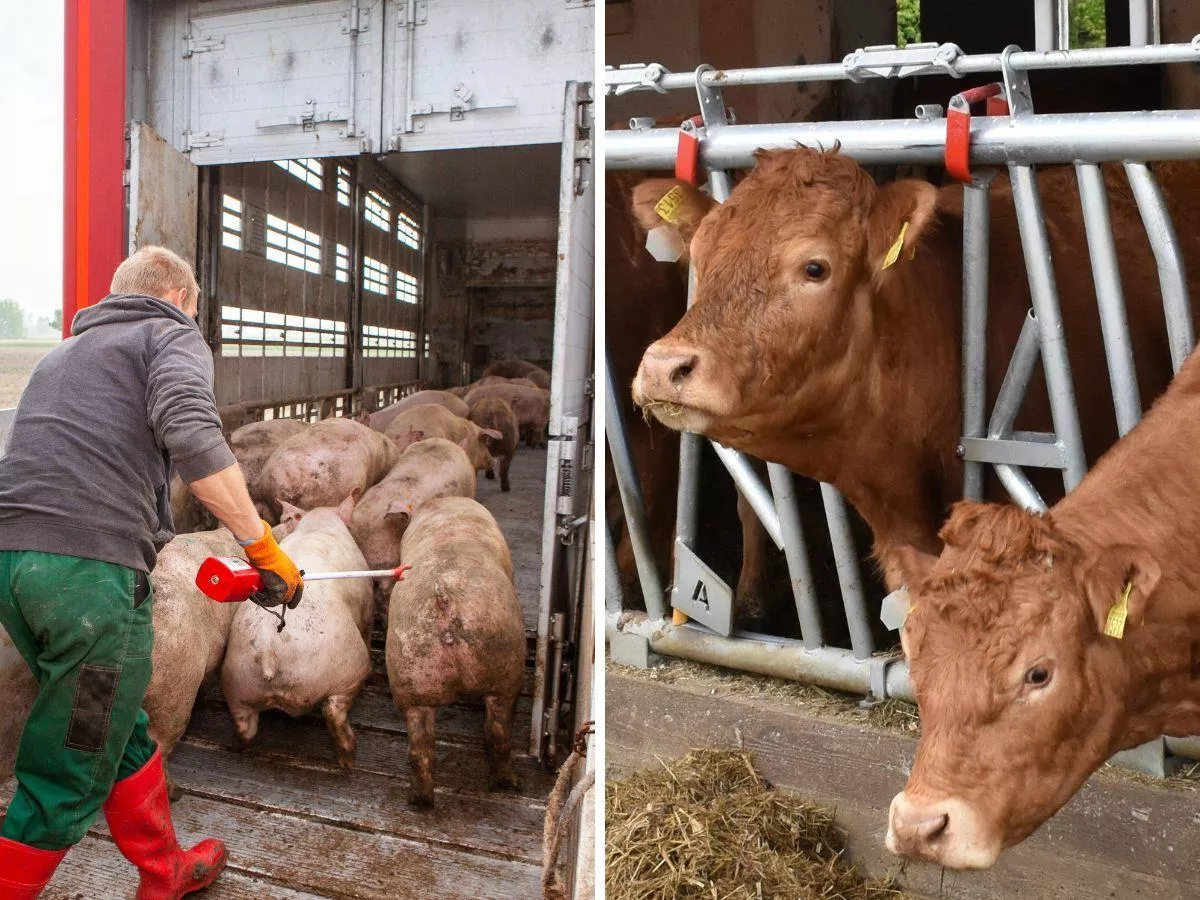 Rolnik dostanie 70 proc. dopłaty. Tylko kto wystawi polisę?