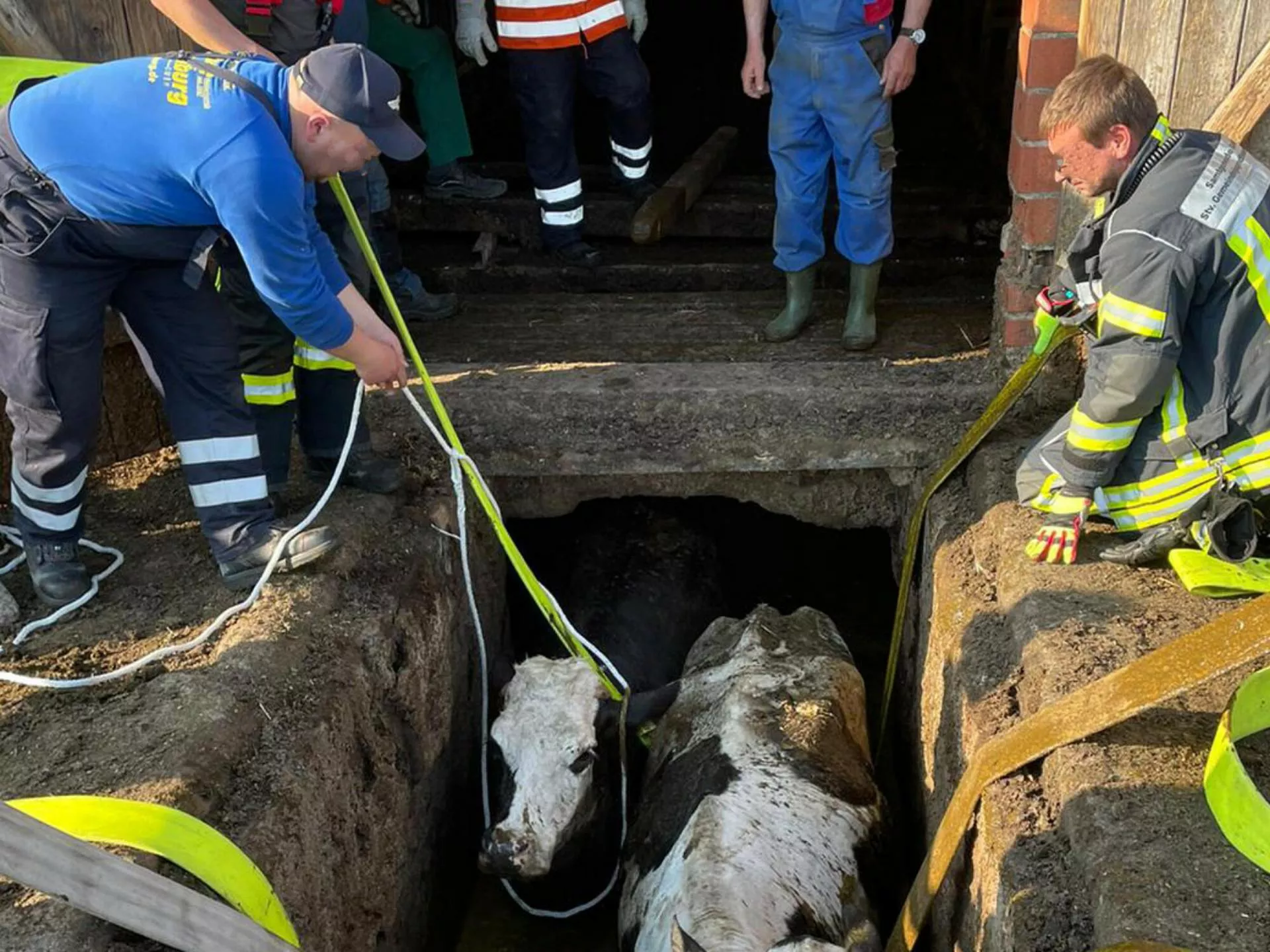 14 krów utonęło w gnojowicy. Policja podejrzewa przestępstwo