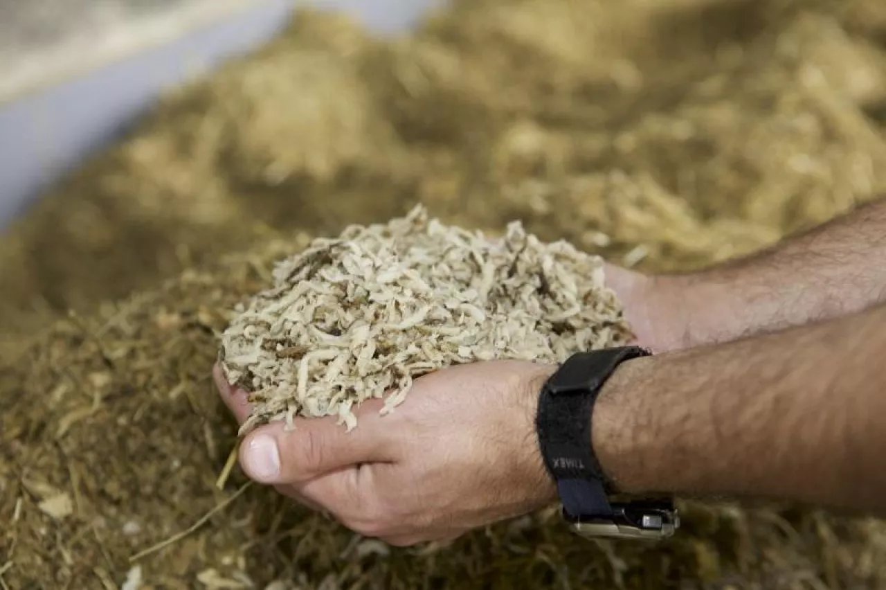 Wysłodki, wysłodki buraczane, cukrowanie, żywienie zwierząt