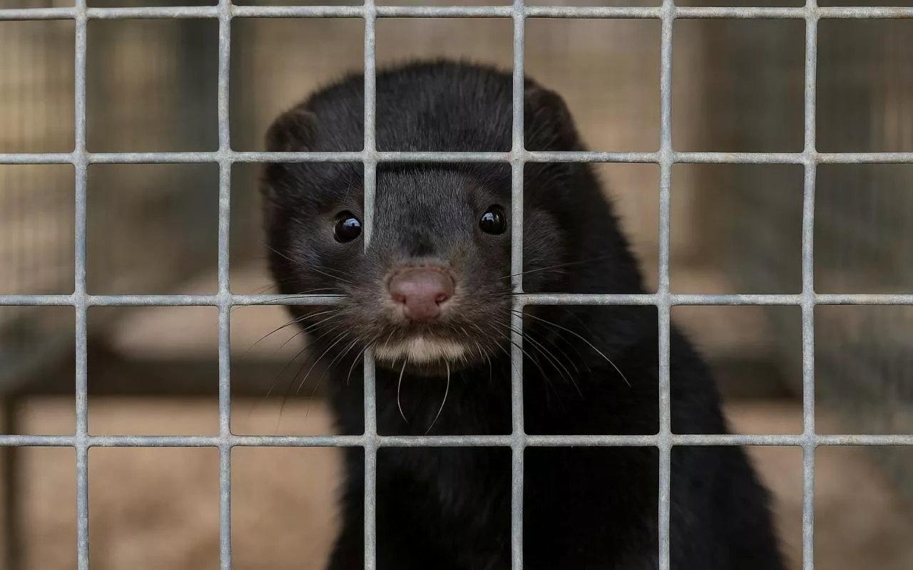 Fotorealistyczne ujęcie norki amerykańskiej patrzącej przez metalowe kraty klatki hodowlanej. Zdjęcie ilustruje debatę o zakazie hodowli zwierząt futerkowych w UE.