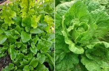 Jakie warzywa warto wysiać jeszcze w sierpniu?