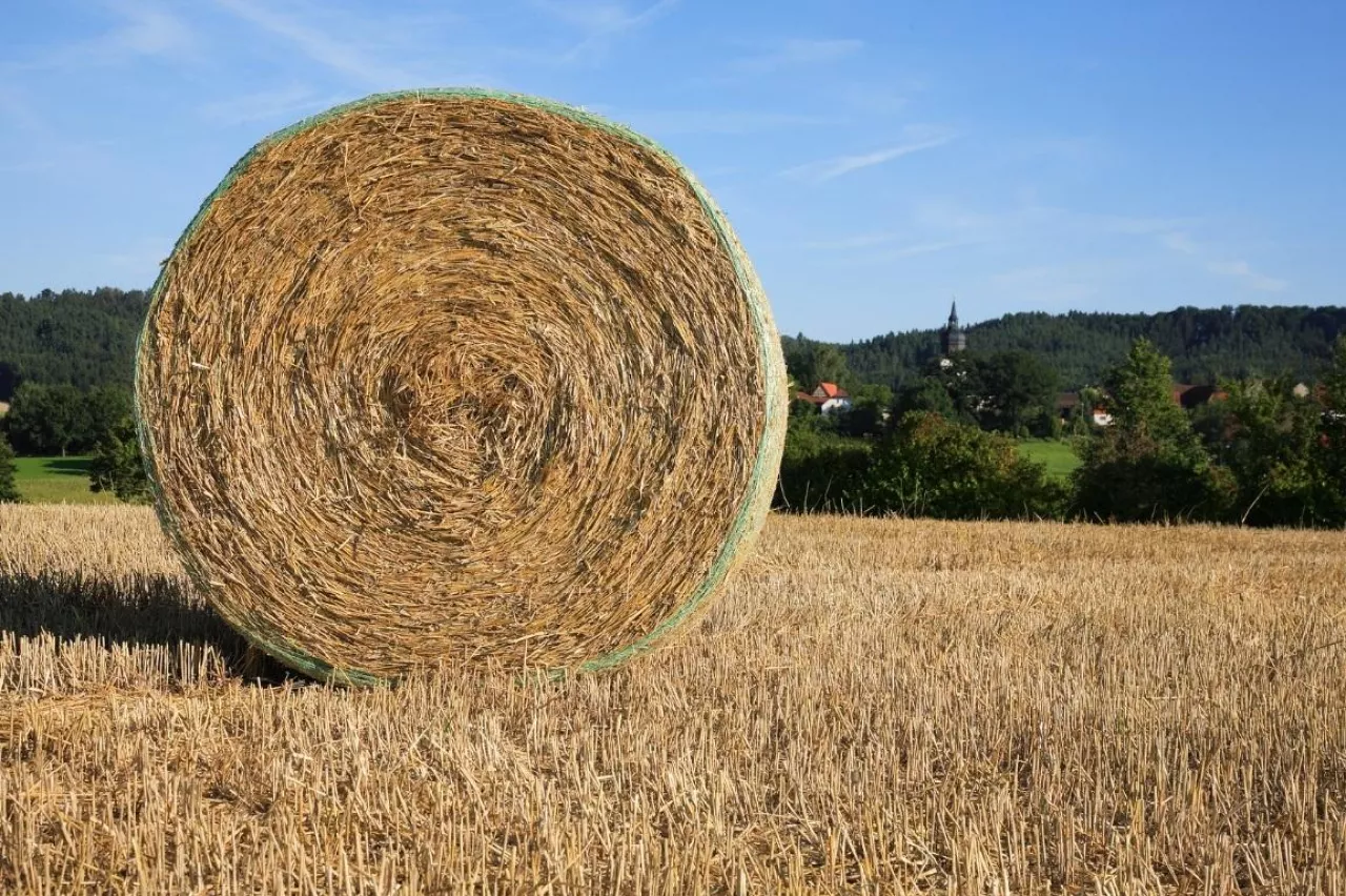 bela słomy, ile kosztuje słoma w 2025 roku