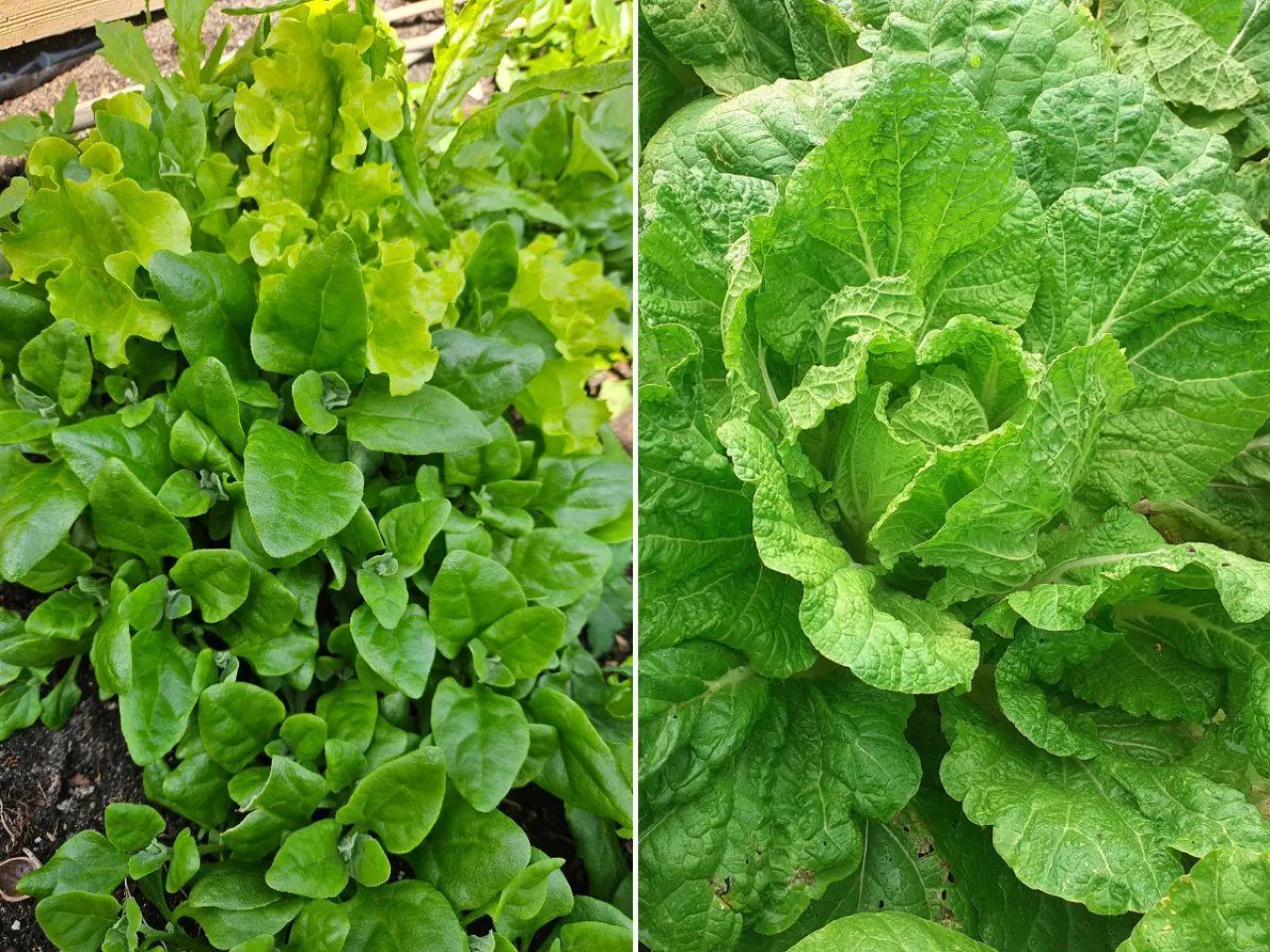 Jakie warzywa warto wysiać jeszcze w sierpniu?