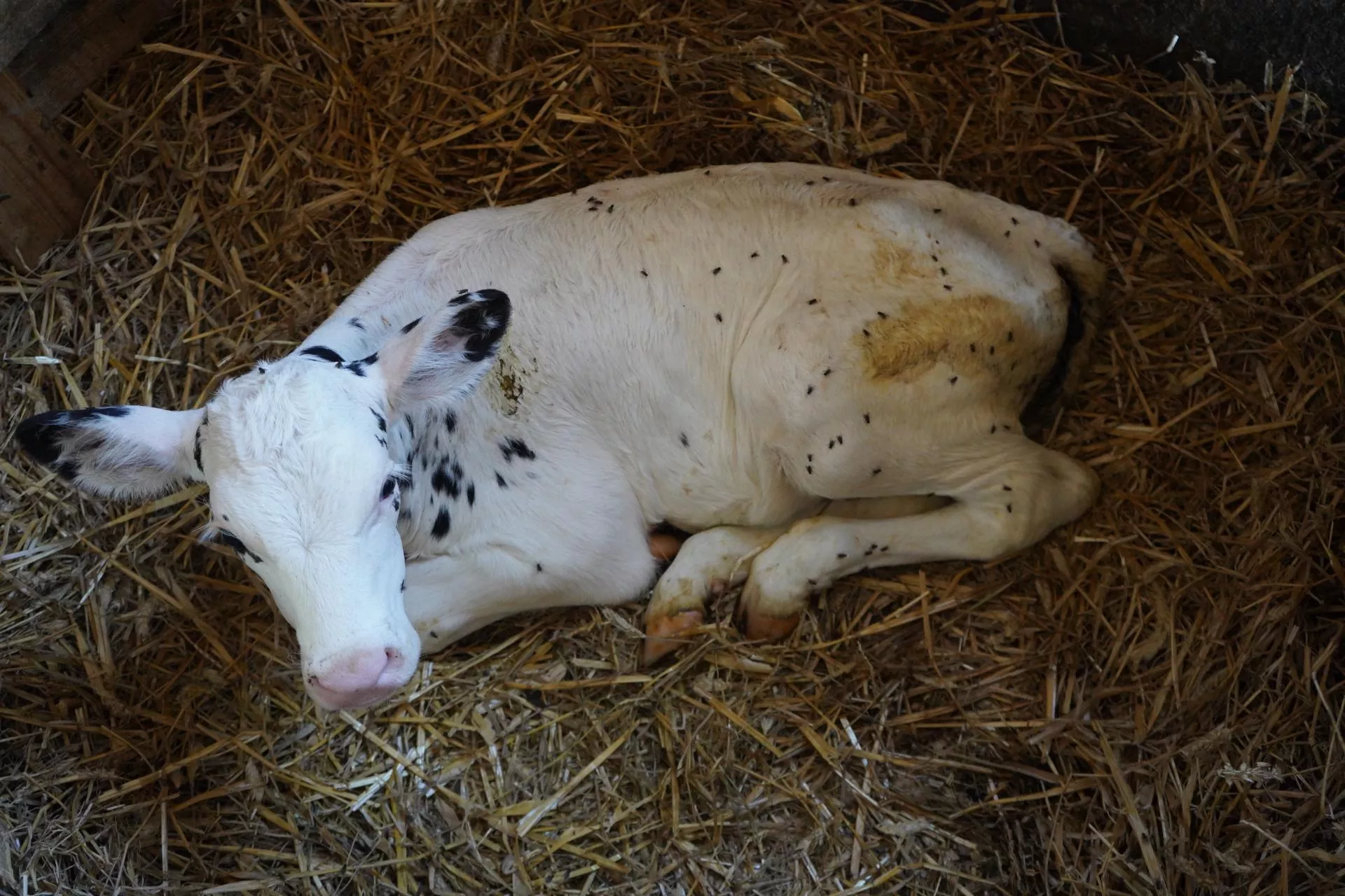 Jak walczyć z biegunkami cieląt? Objawy, diagnoza, profilaktyka