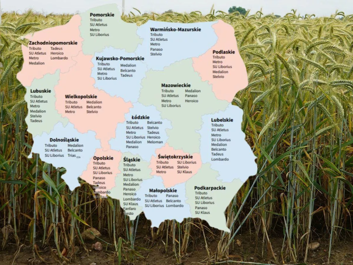 Pszenżyto ozime: Lista Odmian Zalecanych 2025