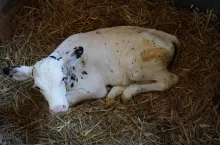 Każdy rodzaj biegunki, oprócz włączenia leków, wymaga podawania płynów w formie dożylnej lub doustnej. Dożylnie są one podawane przez lekarza weterynarii. Doustne płyny elektrolitowe hodowca może podawać sam, zgodnie z zaleceniami lekarza oraz producenta preparatu