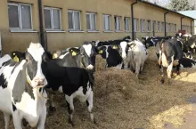 Zwierzęta przebywające na zewnątrz są narażone na zakażenie BTV