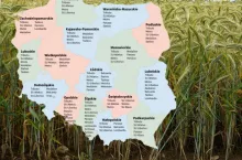 Pszenżyto ozime: Lista Odmian Zalecanych 2025