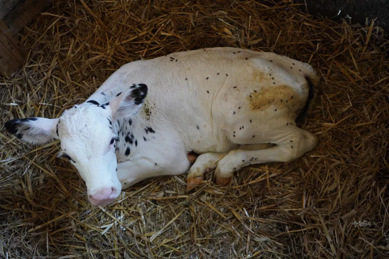 Każdy rodzaj biegunki, oprócz włączenia leków, wymaga podawania płynów w formie dożylnej lub doustnej. Dożylnie są one podawane przez lekarza weterynarii. Doustne płyny elektrolitowe hodowca może podawać sam, zgodnie z zaleceniami lekarza oraz producenta preparatu