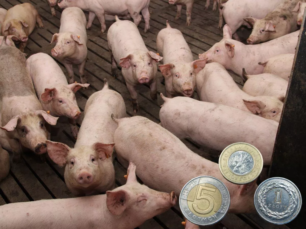 Jakie ceny świń na początku sierpnia 2025?[SONDA]