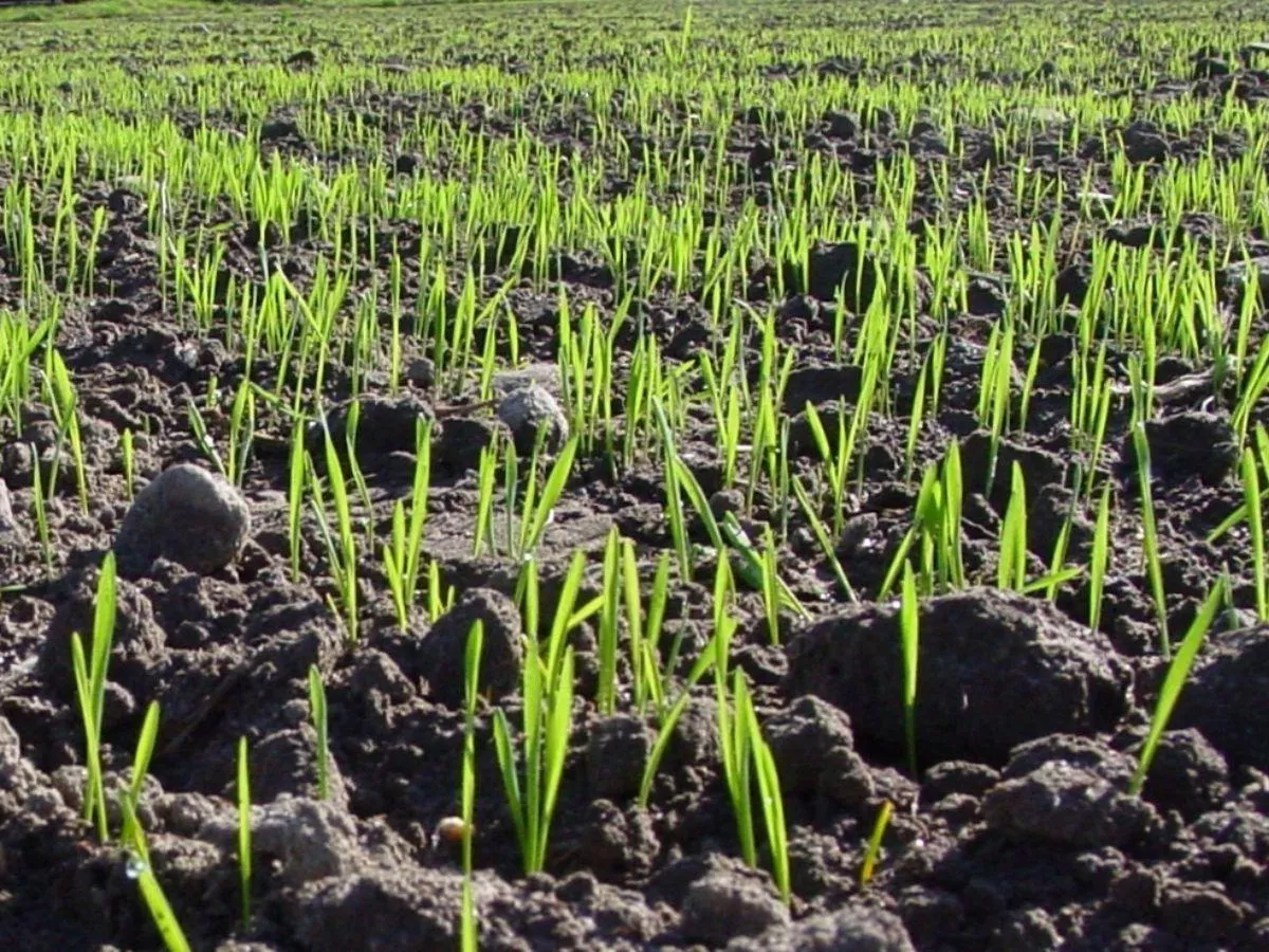 Odpyl i zapraw, zanim wysiejesz. Tak ochronisz zboża przed groźnymi chorobami