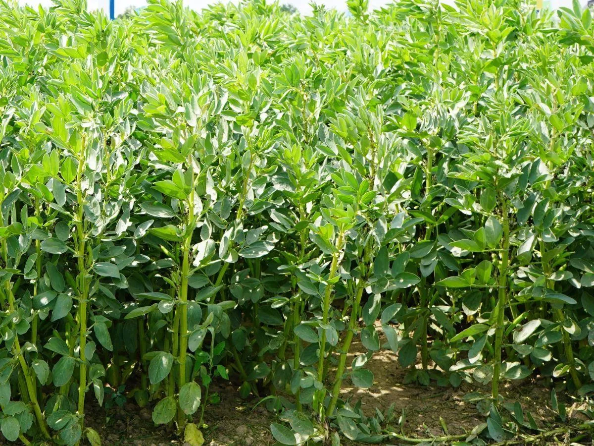 Przedsiewne nawożenie zbóż ozimych: jak je zaplanować, by zwiększyć plon?