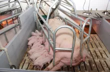 Kwasy organiczne stosowane w okresie okołoporodowym chronią lochy przed zapaleniem wymienia i przeniesieniem patogenów na prosięta