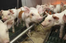 Prosięta po odsadzeniu trudno trawią paszę z dużą ilością białka roślinnego, a zakwaszacze zapobiegają wywoływanym przez to biegunkom