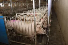 Przepisy pozwalają na przebywanie loch w kojcach indywidualnych w sektorze krycia, więc niewielu rolników decyduje się na utrzymanie ich od razu po odsadzeniu w typowych grupach