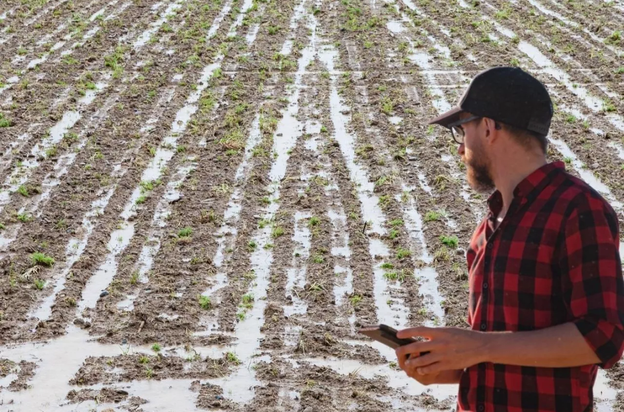 Kataklizm na polach, a rząd: „Nie zapłacimy komisjom”