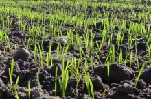 Odpyl i zapraw, zanim wysiejesz. Tak ochronisz zboża przed groźnymi chorobami