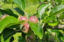 Groźny motyl atakuje liście i owoce. Jak go rozpoznać i zwalczać?