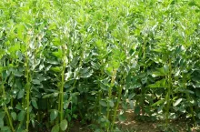 Przedsiewne nawożenie zbóż ozimych: jak je zaplanować, by zwiększyć plon?