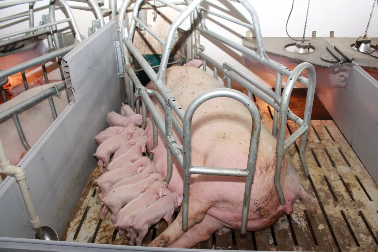 Kwasy organiczne stosowane w okresie okołoporodowym chronią lochy przed zapaleniem wymienia i przeniesieniem patogenów na prosięta