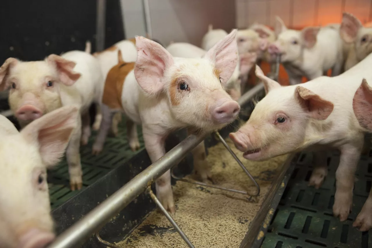 Prosięta po odsadzeniu trudno trawią paszę z dużą ilością białka roślinnego, a zakwaszacze zapobiegają wywoływanym przez to biegunkom