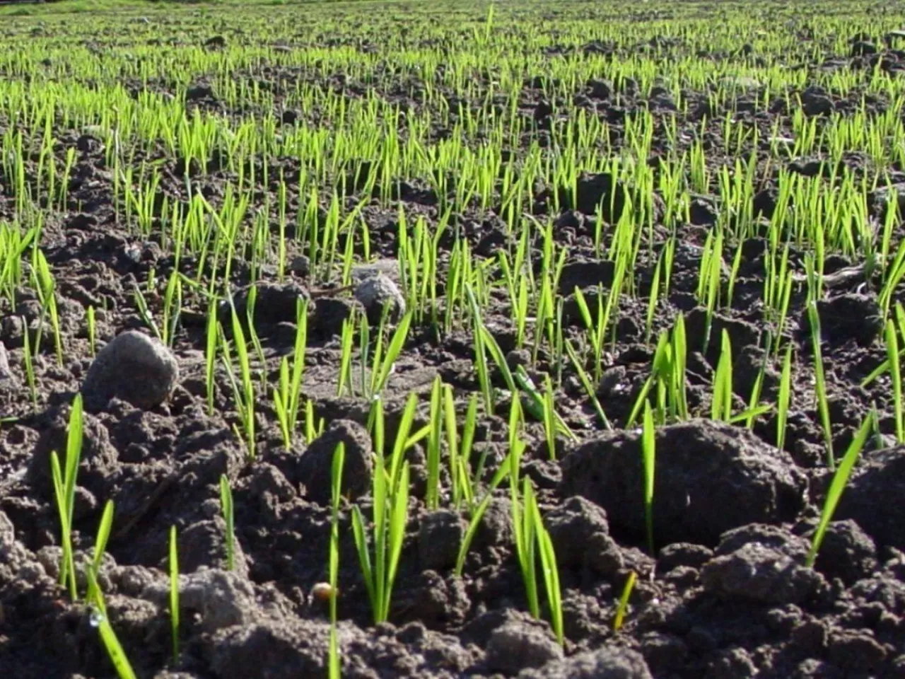 Odpyl i zapraw, zanim wysiejesz. Tak ochronisz zboża przed groźnymi chorobami