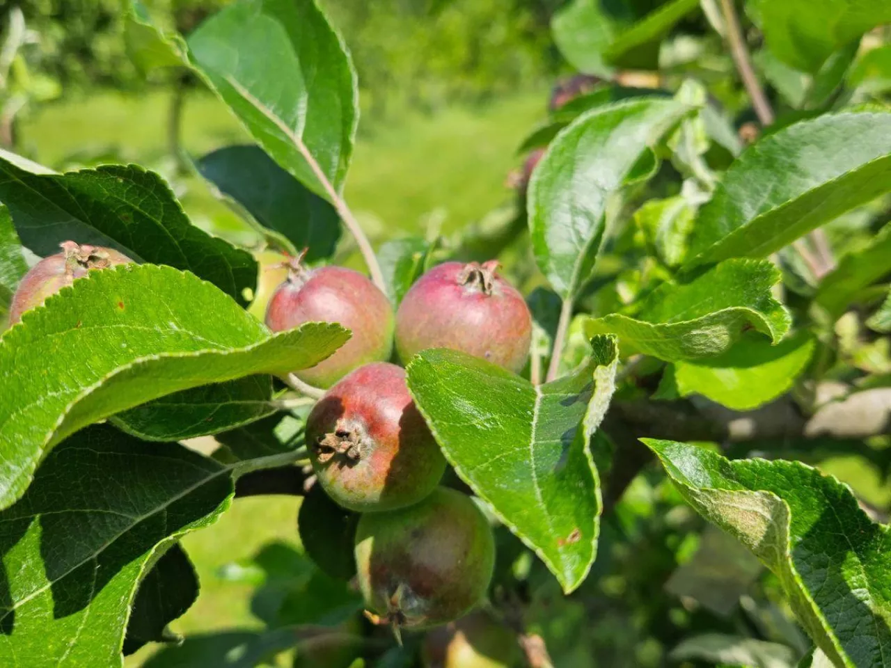 Groźny motyl atakuje liście i owoce. Jak go rozpoznać i zwalczać?