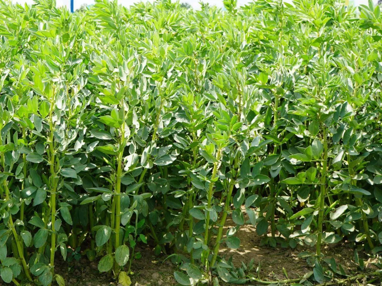 Przedsiewne nawożenie zbóż ozimych: jak je zaplanować, by zwiększyć plon?