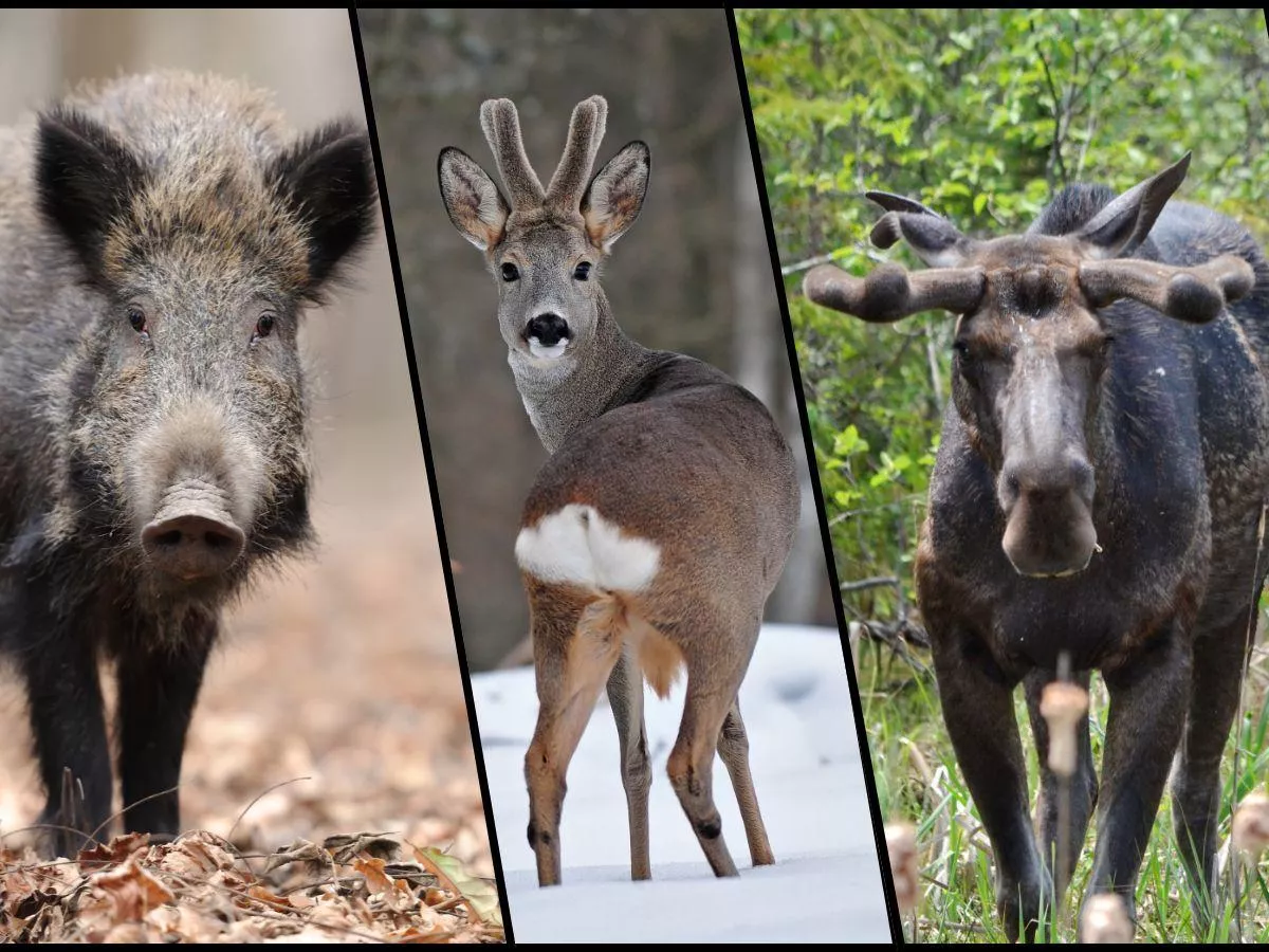 Czy rolnik może przepłoszyć zwierzynę łowną ze swoich łąk i pól?