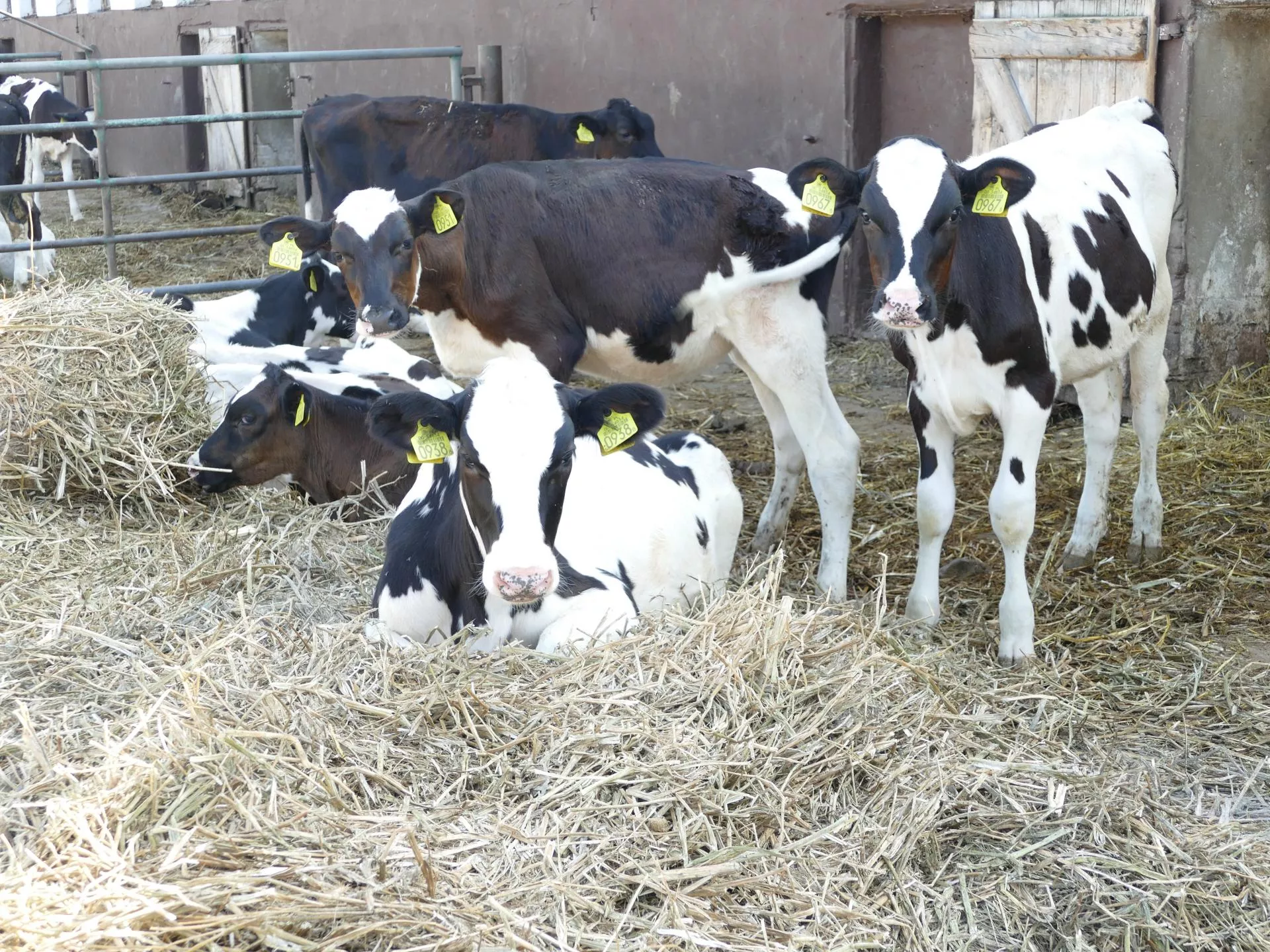 Kiedy najlepiej inseminować jałówki?