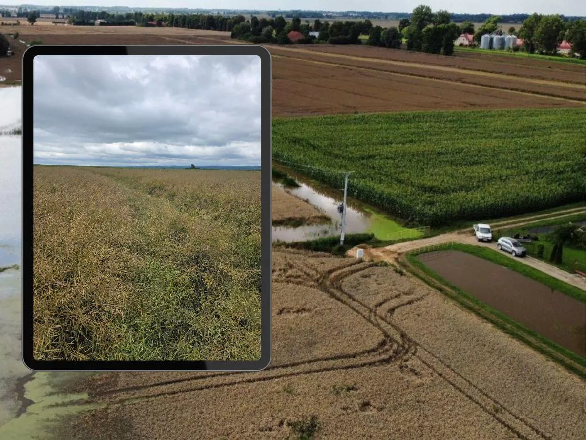 Rzepaki stoją, buraki gniją. Czy rząd ogłosi stan klęski żywiołowej?