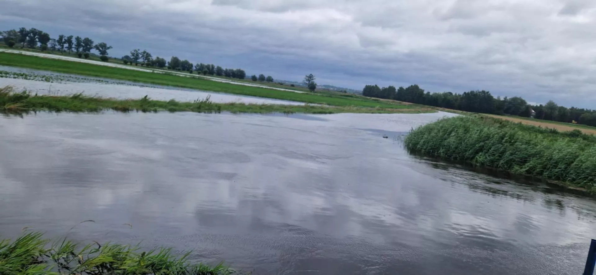 Rolnicy znów bez odszkodowań? „Zboże jest, może coś się zbierze” - skandal na Żuławach i Powiślu